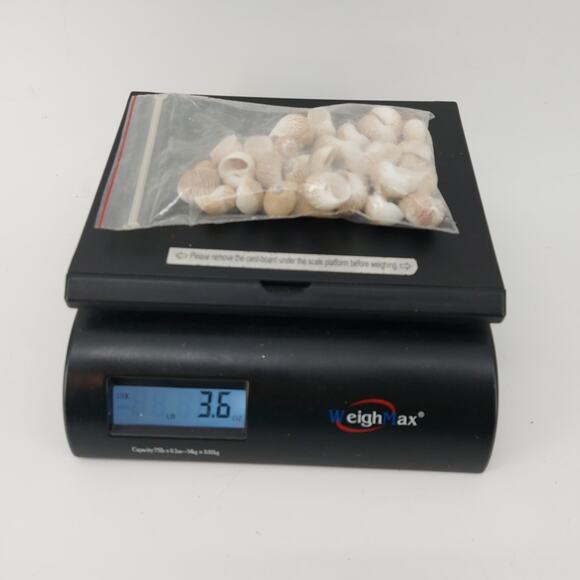 Natural Seashells DIY Crafts Lot Nautical Nassarius Persich - Picture 10 of 11